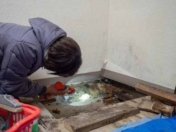 Best Attic Mold Removal  in Longview Heights, WA