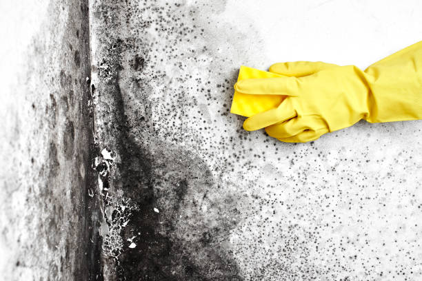 Best Water Damage & Mold Remediation  in Longview Heights, WA
