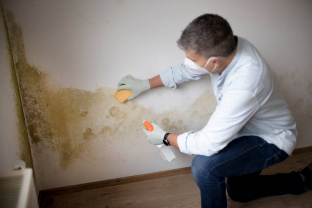 Best HVAC Mold Inspection and Cleaning  in Longview Heights, WA