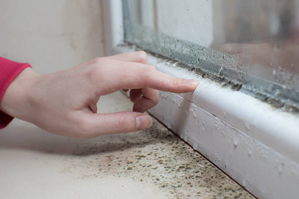 Best Environmental Consulting for Mold Prevention  in Longview Heights, WA