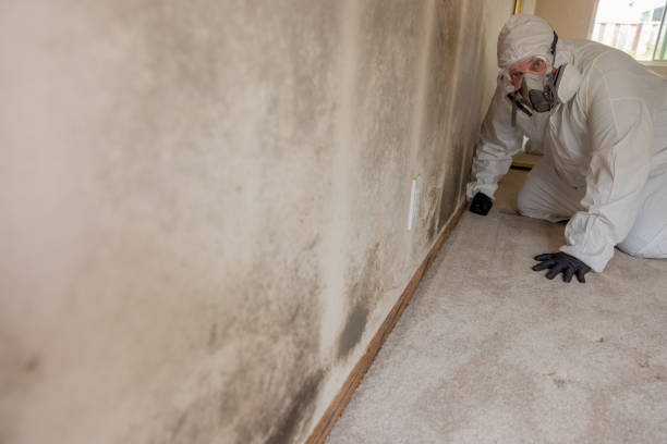 Best Commercial Mold Inspection  in Longview Heights, WA